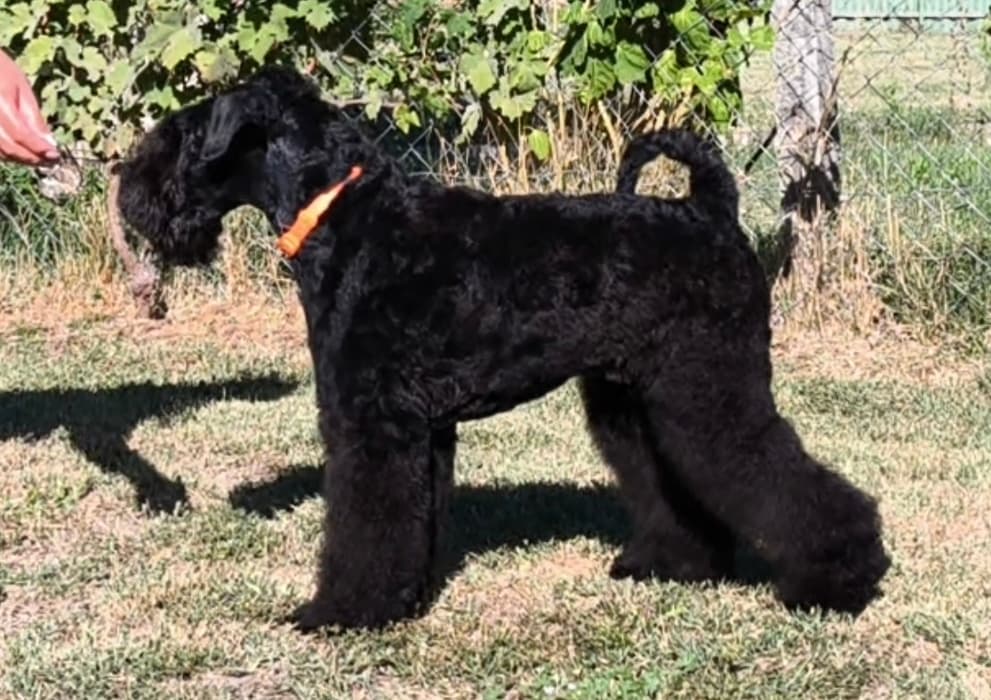 Kerry Blue Terrier - kan