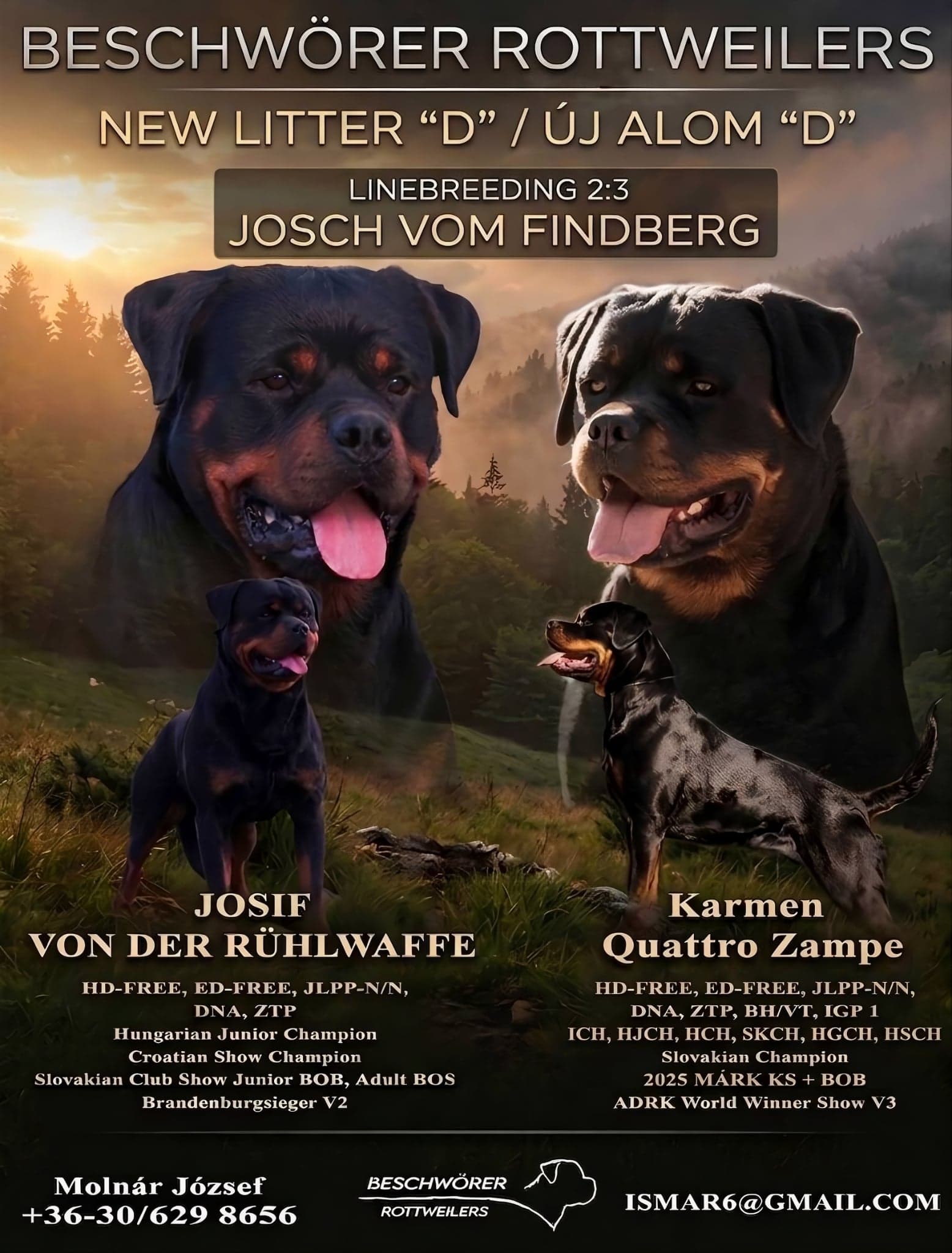 Rottweiler kölykök