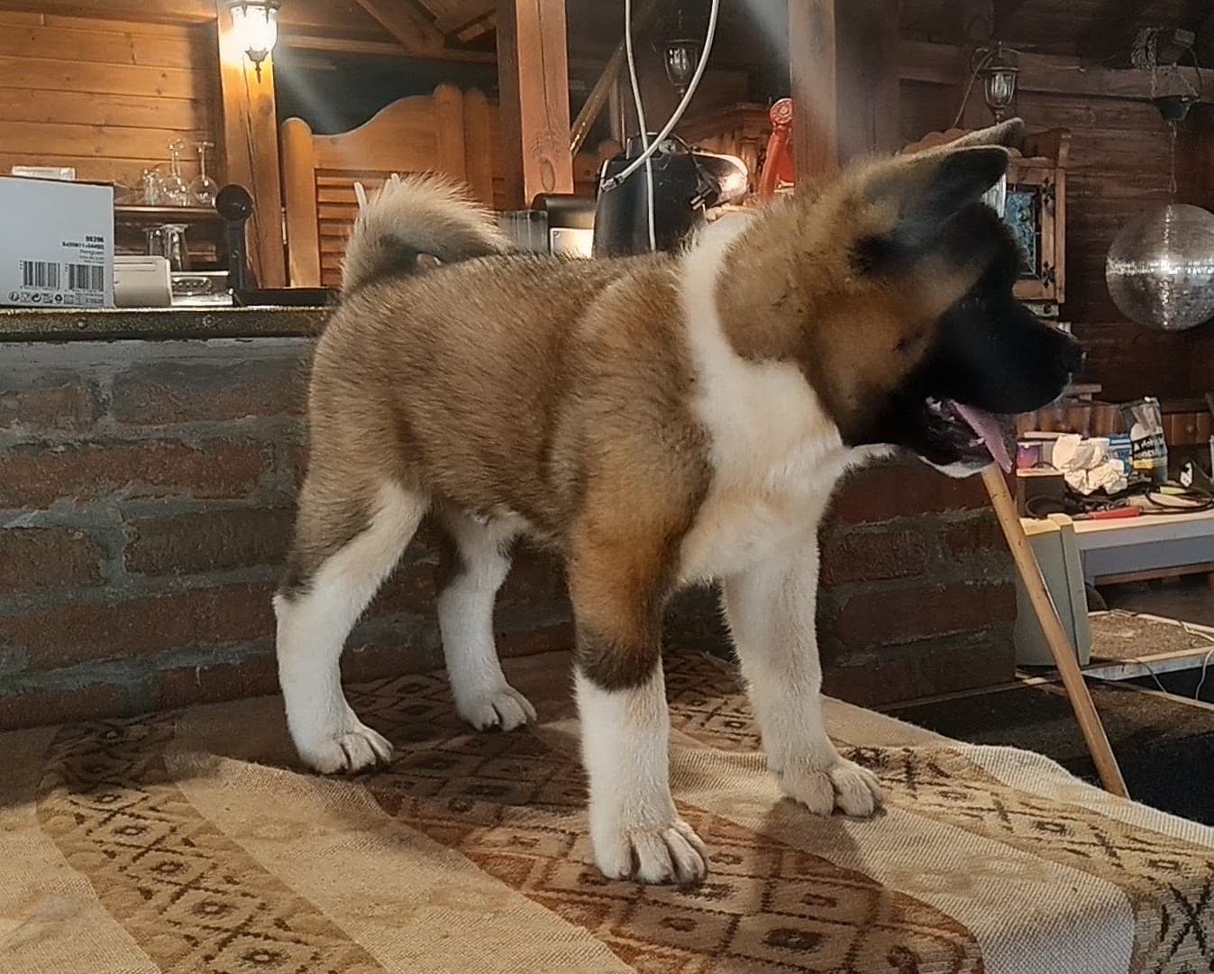 Amerikai Akita